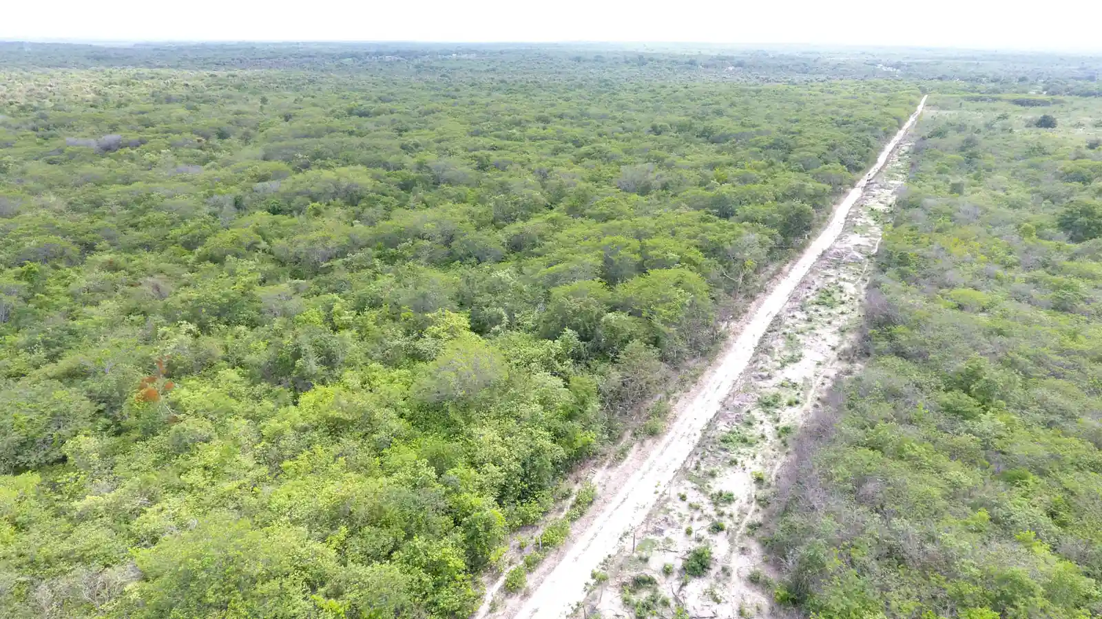 Estrada de terra cortando a caatinga, vista de drone