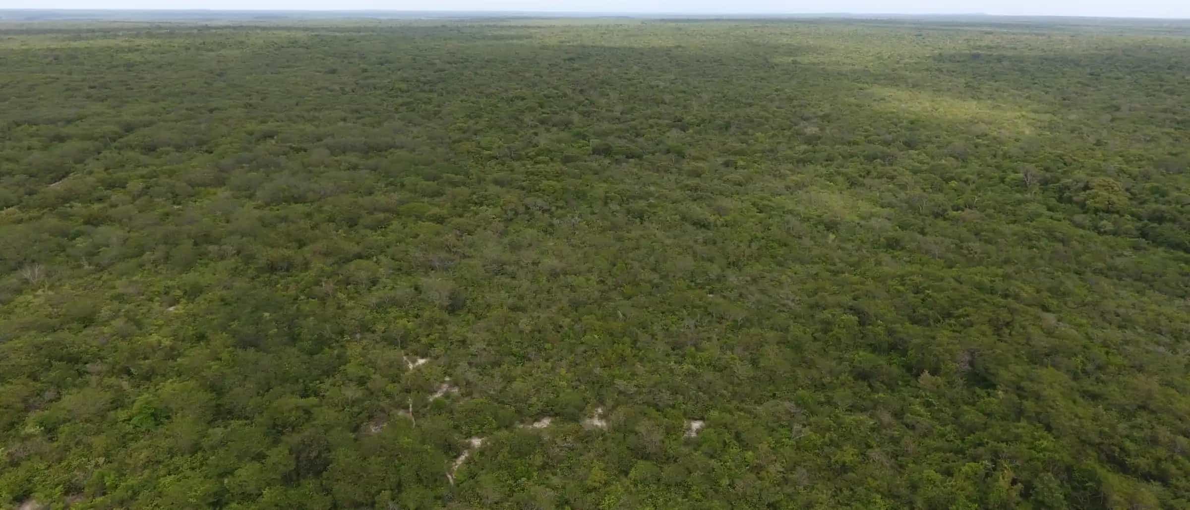 Vista aérea da vegetação de caatinga até o horizonte